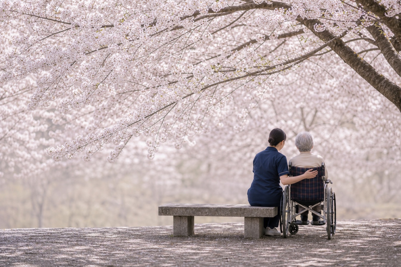 桜の下でベンチに座る利用者と寄り添う看護師の後ろ姿